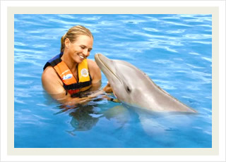Sea Life Park Hawaii tours and the best swim with the dolphins adventure tour discounts.