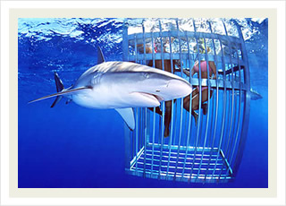 Shark cage tours in Oahu and Honolulu, and the best Hawaii tour tickets discounts.